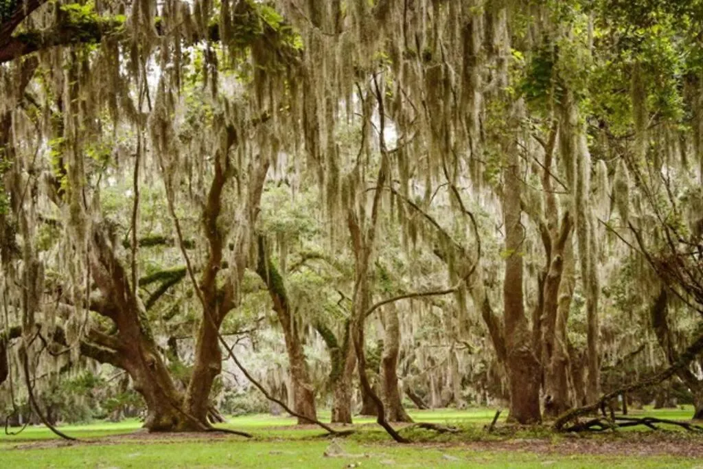 Desirable South End - 5 Minutes To Beach! Walk To Dining/shopping! * St. Simons Island